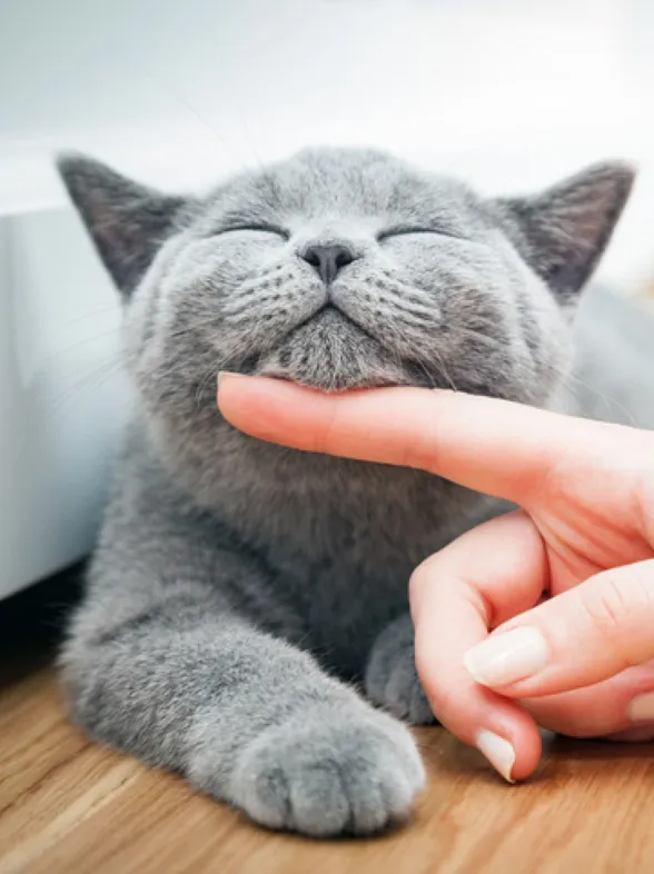¿Tienes gatos en casa? Estos son los accesorios que no te puedes perder