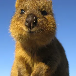 Quokka: ¿quién es este animalito tan mono?