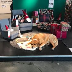 Ce magasin IKEA accueille les chiens errants pour les protéger du froid (vidéo)