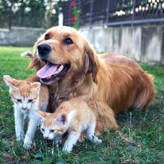 Le Noël des animaux de la SPA : 400 chiens et chats sont à adopter