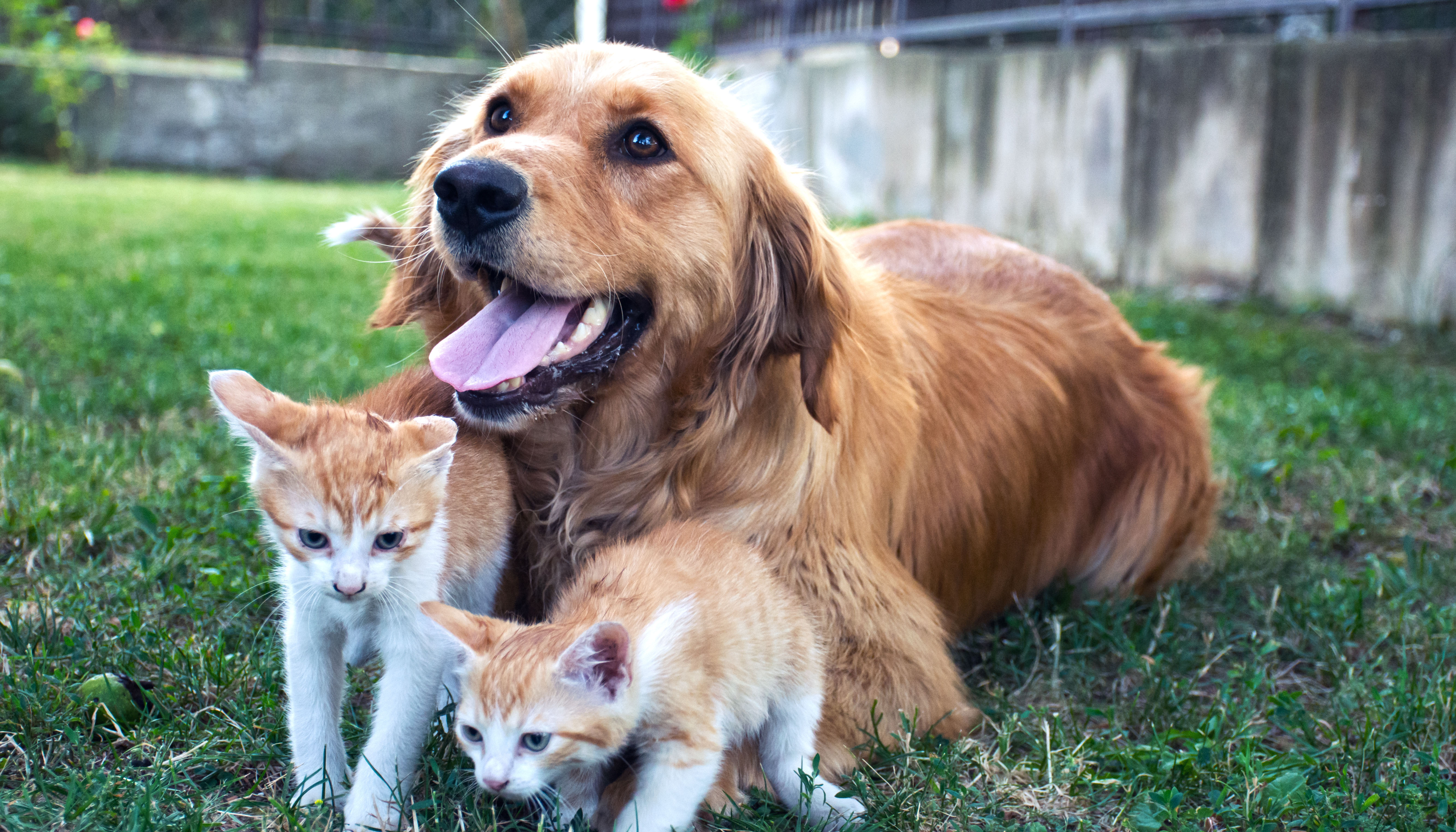 Le Noël des animaux de la SPA : 400 chiens et chats sont à adopter