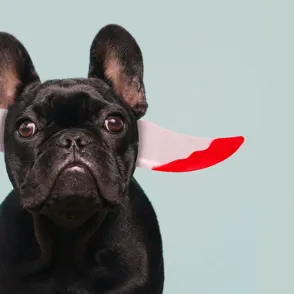 Carnaval para mascotas: ¡los disfraces más originales y divertidos!