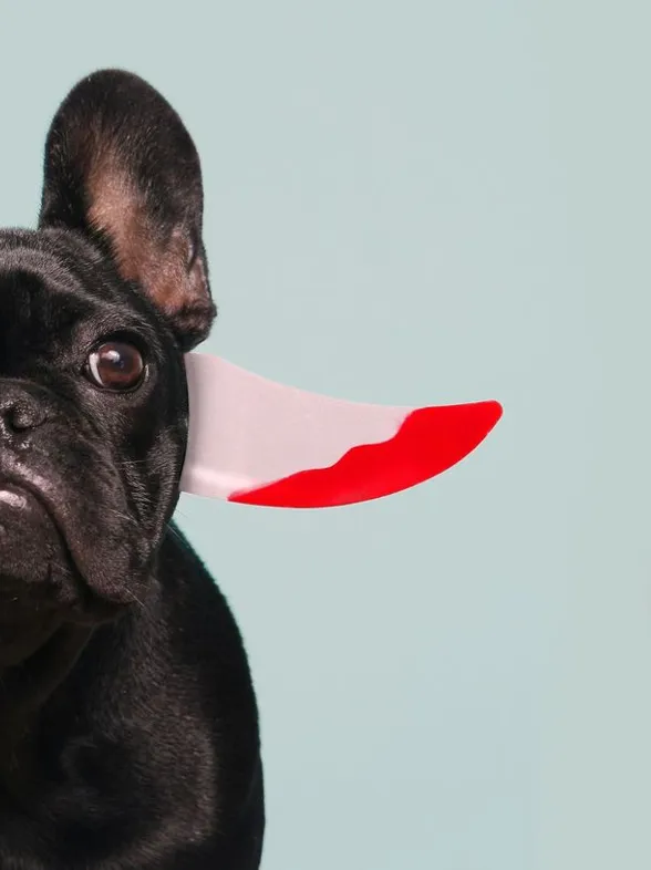 Carnaval para mascotas: ¡los disfraces más originales y divertidos!
