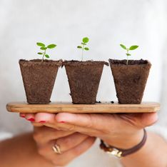 5 herramientas ingeniosas para cuidar tus plantas con éxito