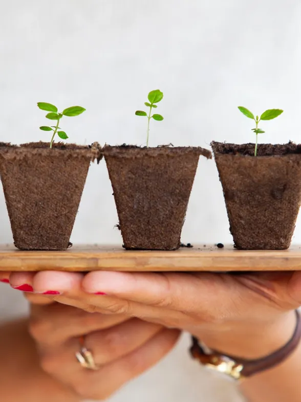 5 herramientas ingeniosas para cuidar tus plantas con éxito
