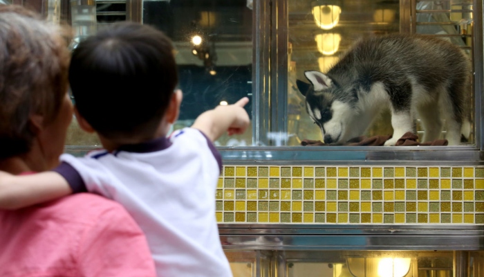 Cette Vidéo Révèle Le Triste Sort Des Animaux Destinés à La Vente