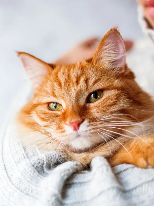 ¿Cómo eliminar el pelo de tus mascotas en casa?