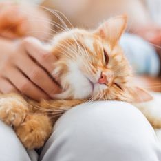 Peli di gatto: ecco come rimuoverli senza fatica dai tessuti