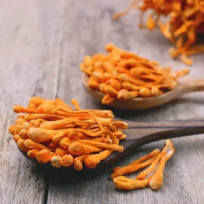 Cordyceps: Kann man mit dem Vitalpilz wirklich abnehmen?