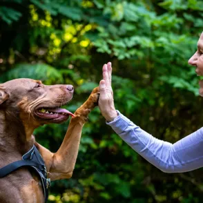 Los mejores arneses de perros del 2019 para cada situación