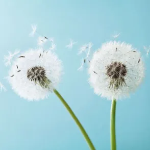 Remedios naturales para aliviar los síntomas de la alergia