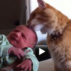 E tu chi sei?, le divertenti reazioni dei gatti quando vedono un bebè per la prima volta