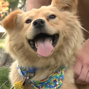 Just When You Thought Pharrell's 'Happy' Couldn't Get Any More Feel Good--Puppies!