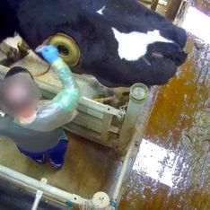 Les vaches à hublot : des conditions d'élevage atroces dénoncées par l'association L214