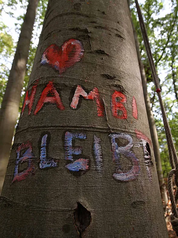 Kampf um den Hambacher Forst: Worum geht es da eigentlich?