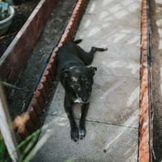 En pleine canicule, un chien meurt enfermé dans une véranda