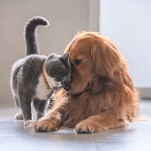 La vida secreta de los animales