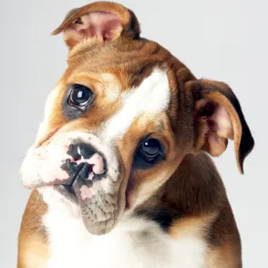Treuer Hundeblick: Darum können wir den Vierbeinern nicht widerstehen