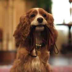 La Belle et le Clochard : pour son live-action, Disney engage un chien abandonné