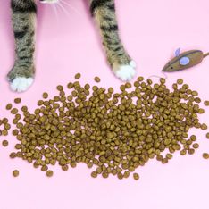 Katzen-Trockenfutter: Wie gesund ist es wirklich?