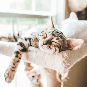 Un paraíso de escalada para tu gatito que puedes hacer en casa tú mismo