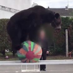 L'Etat retire l'ours Micha des spectacles en raison de son état de santé