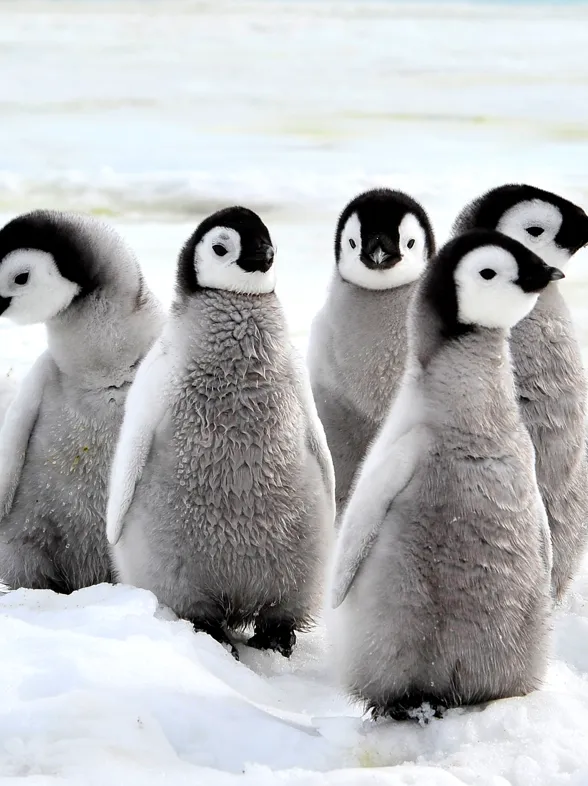 5 datos insólitos que no sabías sobre los animales