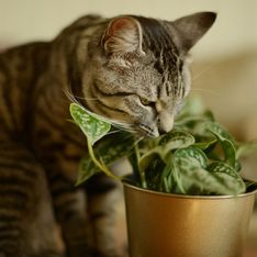 Giftige Pflanzen für Katzen: So schützt ihr eure Vierbeiner