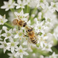 Cosméticos con veneno de abeja, ¿cómo funcionan?