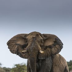 En un mois, plus de 50 éléphants sont morts à cause de la sécheresse au Zimbabwe