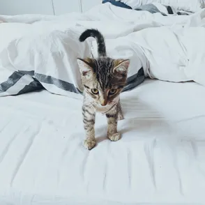 ¿Qué significa soñar con gatos bebés?