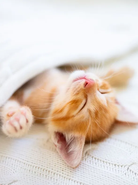 ¿Qué significa soñar con gatos bebés? Esto es todo lo que debes saber