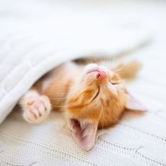 ¿Qué significa soñar con gatos bebés?