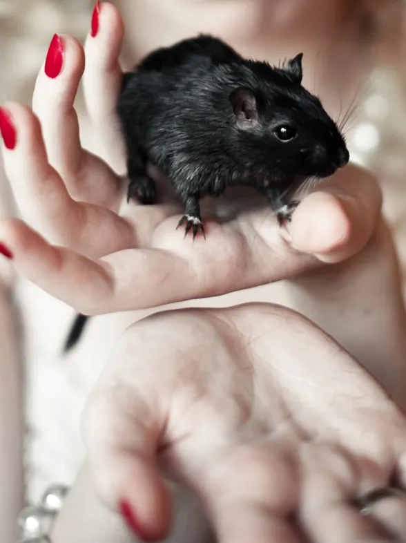 ¿Qué significa soñar con ratones?