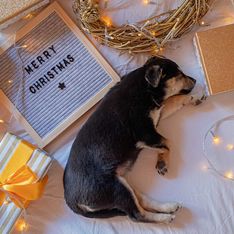 Merry Woofmas! Die besten Hunde-Adventskalender 2021