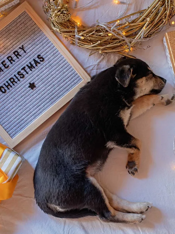 Merry X-Mas: Das sind die besten Adventskalender 2022 für Hunde