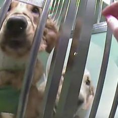 À l’approche du Téléthon, Peta appelle à manifester contre les tests sur les chiens