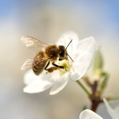 Pour protéger les abeilles, la justice française interdit la vente de deux pesticides
