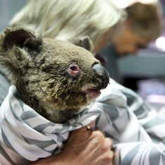 Près d’un tiers des koalas pourraient avoir péri dans les incendies en Australie