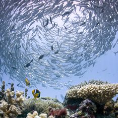 En Micronésie, Palau interdit certaines crèmes solaires afin de protéger les coraux