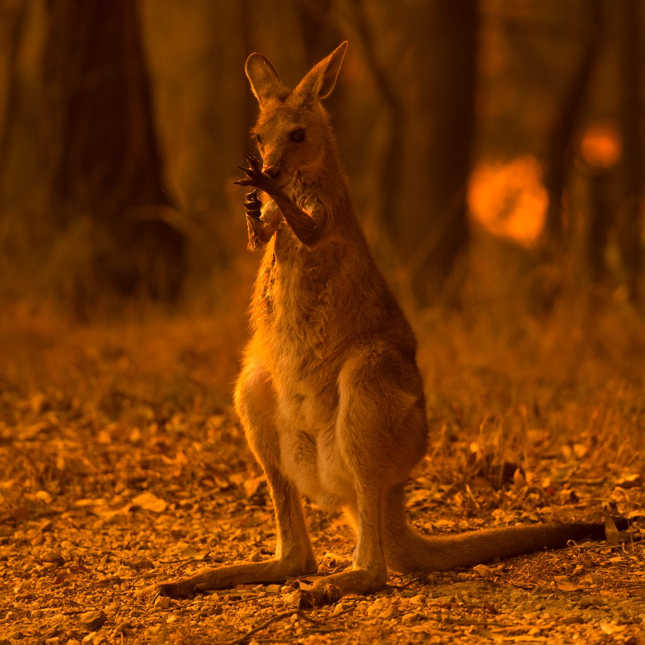 En Australie, cette famille a sauvé plus de 90 000 animaux des flammes