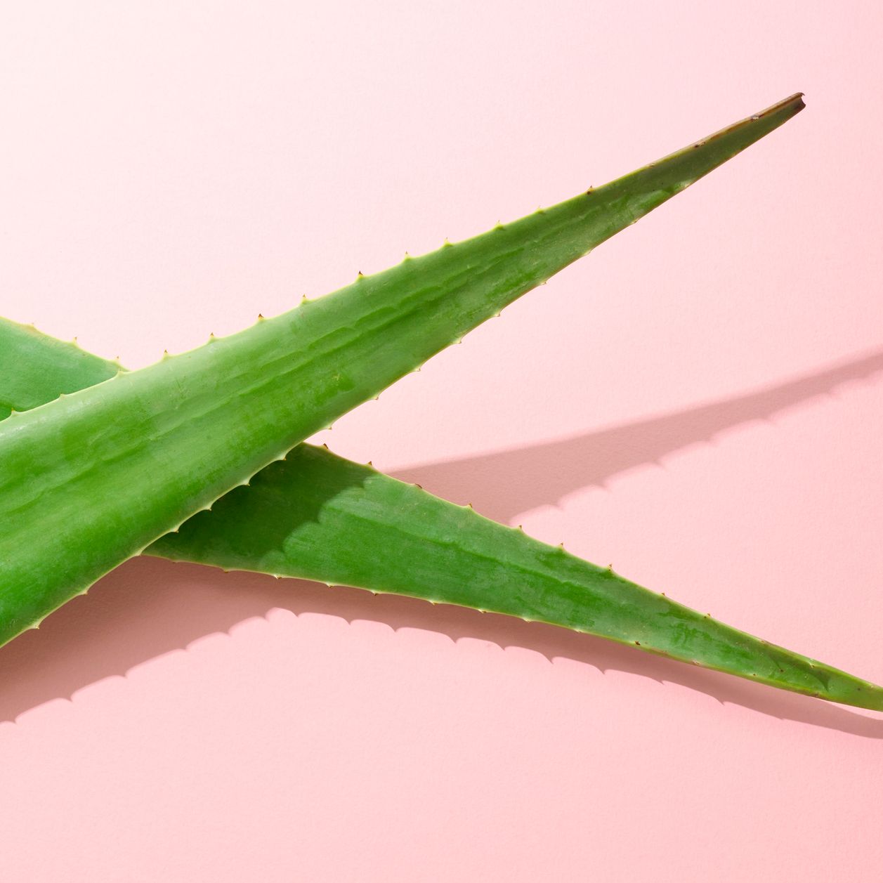 Comment utiliser l'aloe vera pour mes cheveux ?