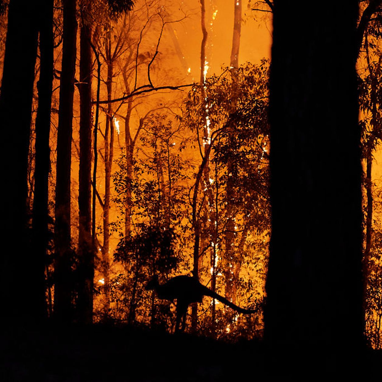 24 personnes arrêtées pour incendie volontaire en Australie