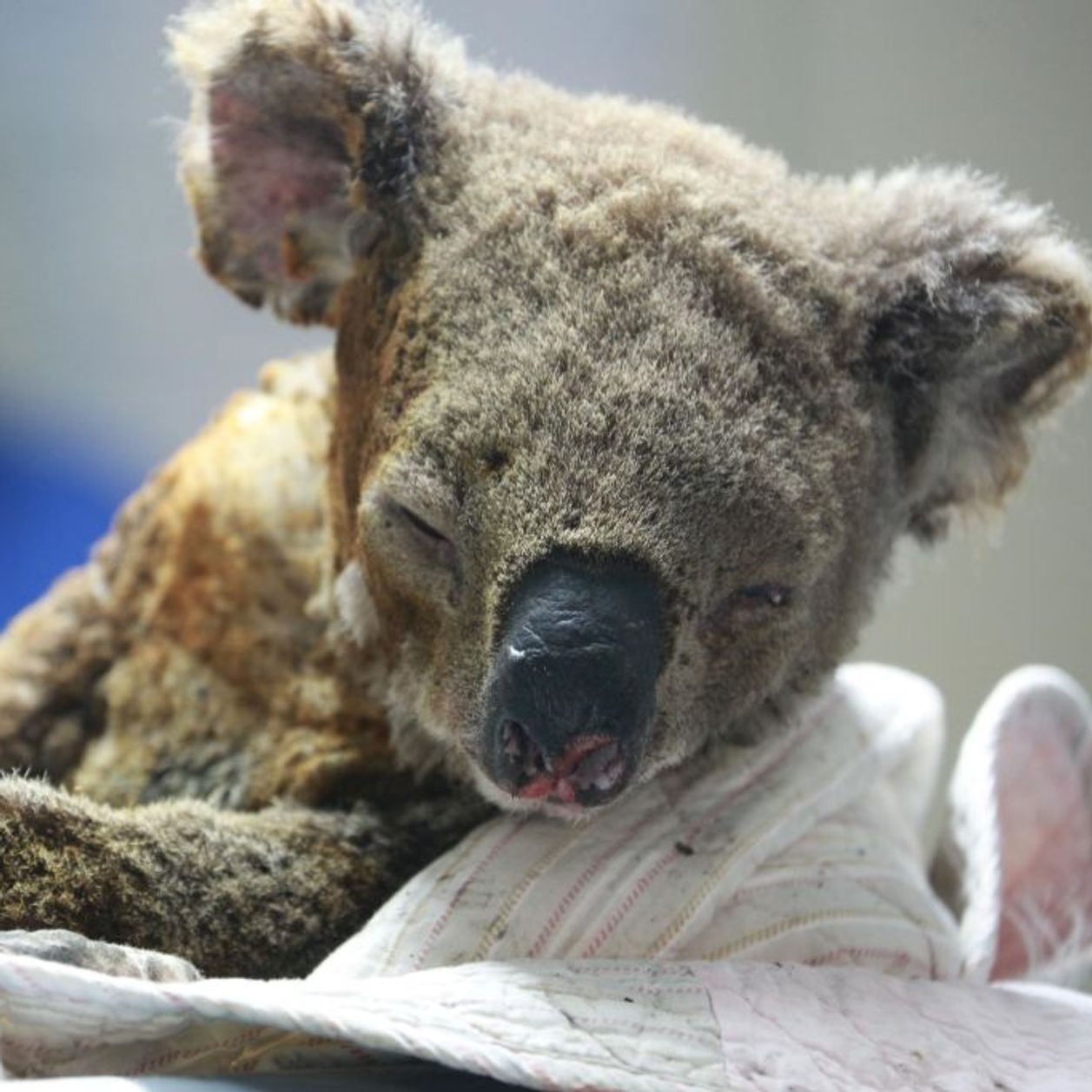 En Australie, ces deux adolescents volent au secours des koalas pris au piège dans les incendies