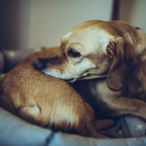 Cómo saber si tengo pulgas en casa: trucos para detectarlas y eliminarlas