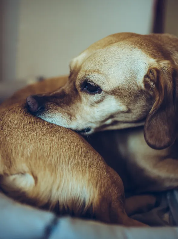 Cómo saber si tengo pulgas en casa: trucos para detectarlas y eliminarlas