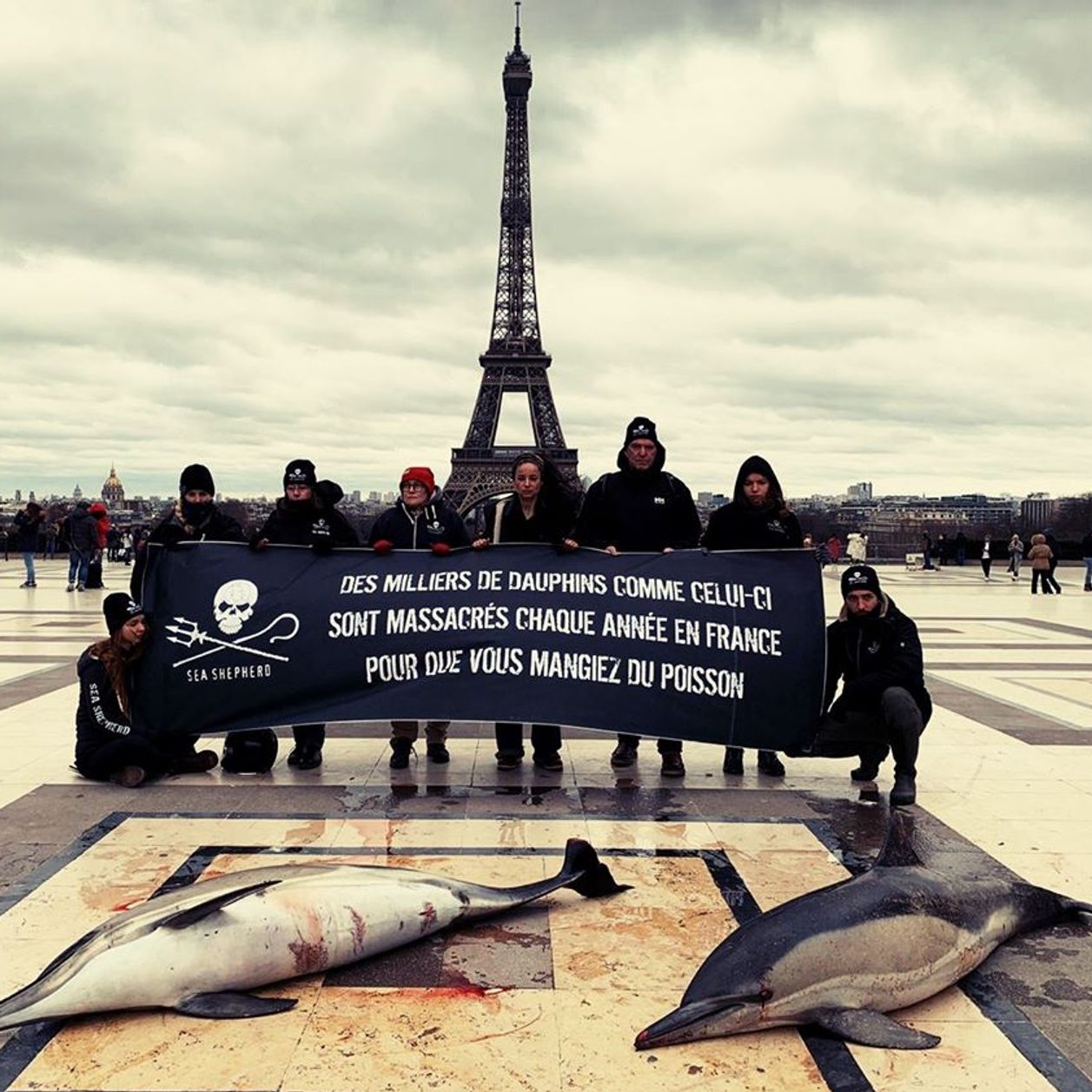 L'action choc de Sea Sheperd pour dénoncer les captures accidentelles de dauphins