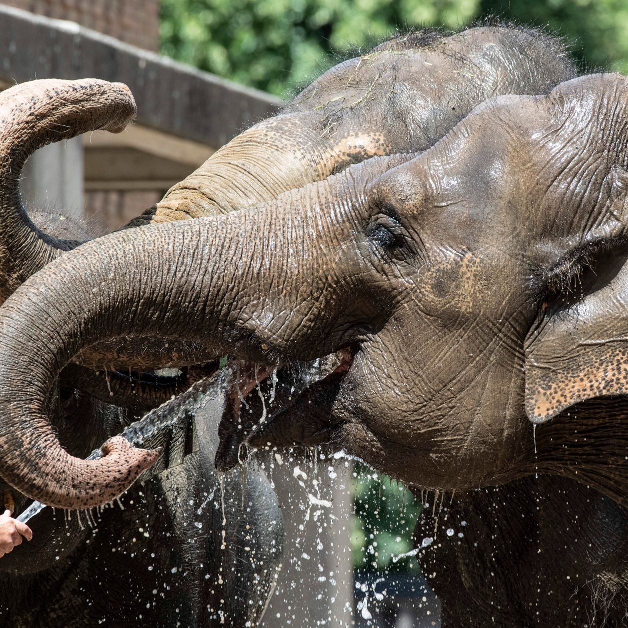 En France, un lieu dédié aux éléphants libérés des cirques va ouvrir ses portes