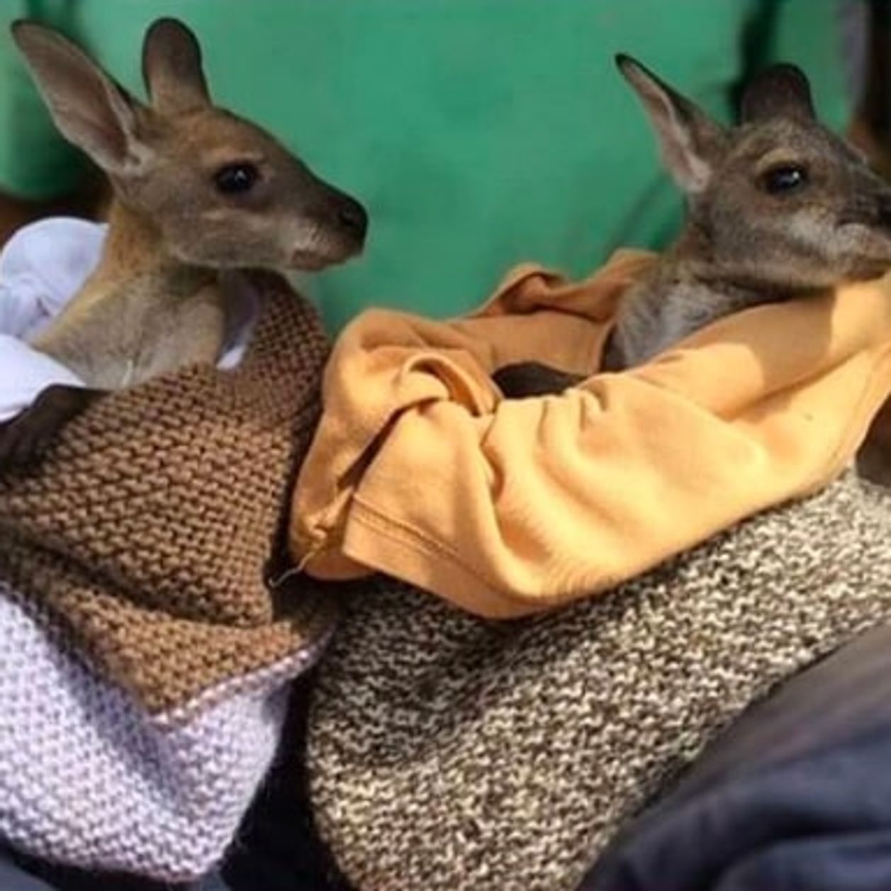 Elles fabriquent des poches en tissu pour les bébés marsupiaux orphelins en Australie