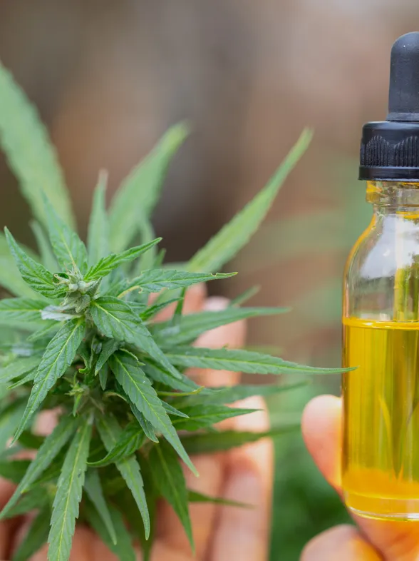 Beneficios del aceite de cáñamo